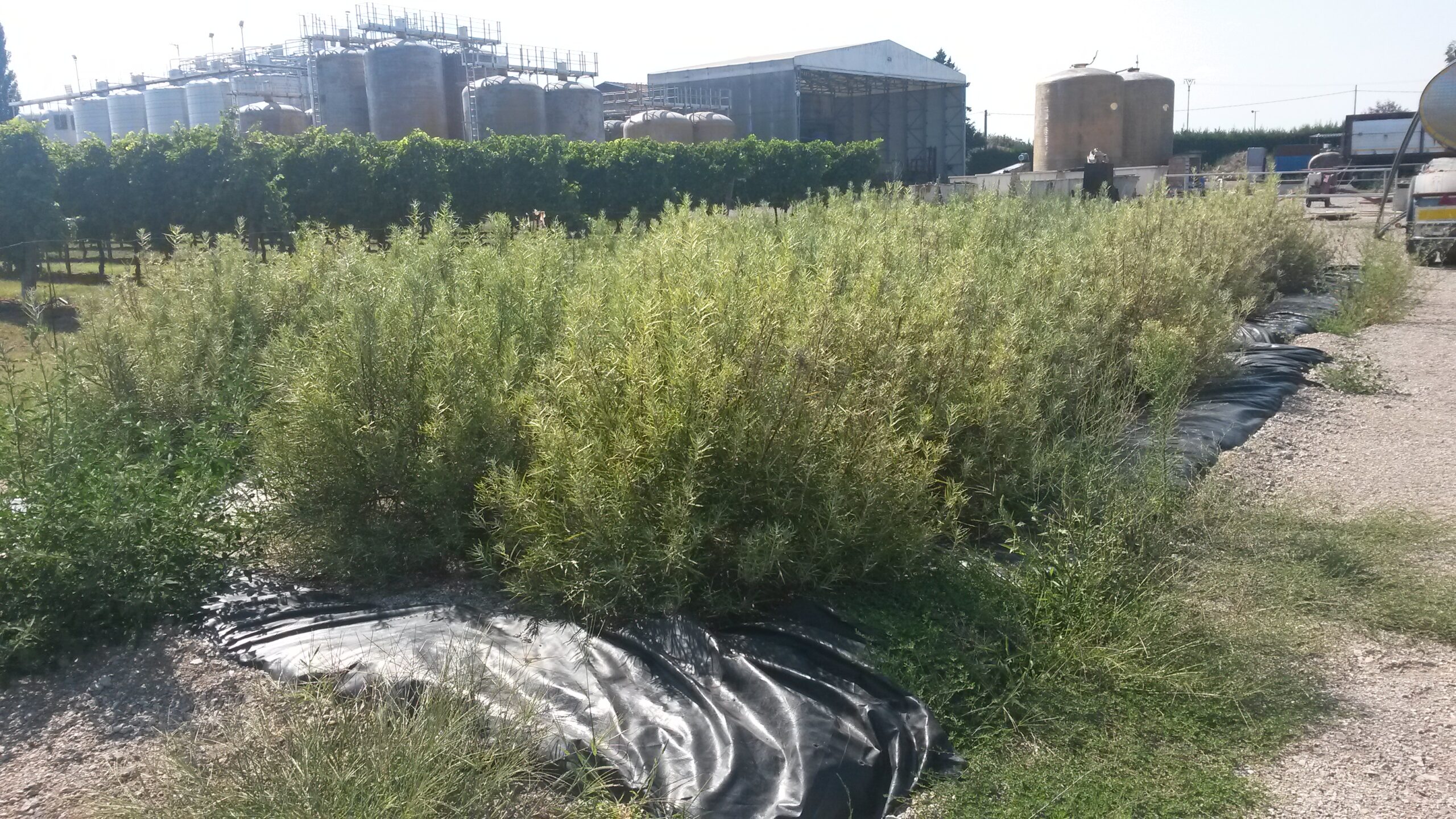 Turricchia Vini S.r.l.