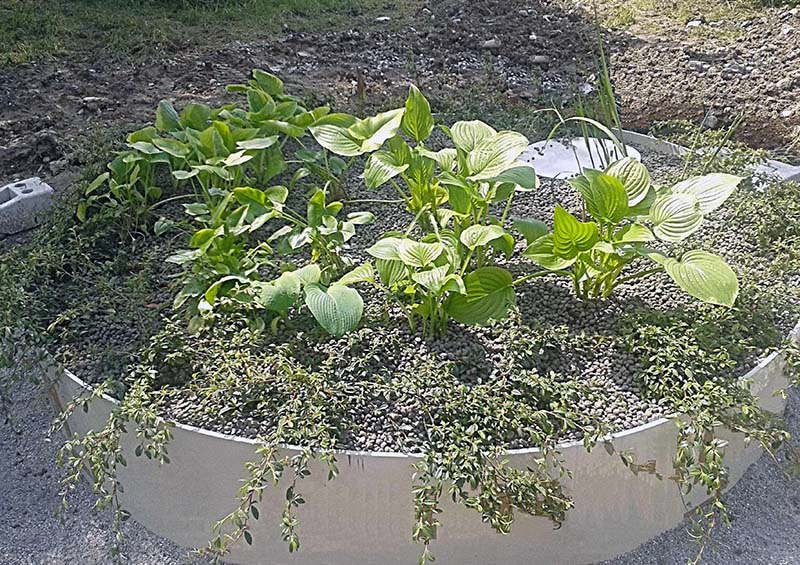 PHYTOFILTER Modulo prefabbricato di fitodepurazione verticale